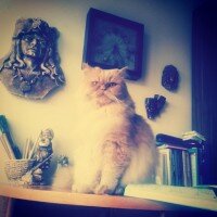 İran Kedisi (Persian), Kedi  pafy fotoğrafı