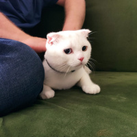 Scottish Fold, Kedi  Asil fotoğrafı