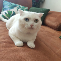 Scottish Fold, Kedi  Asil fotoğrafı