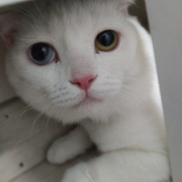 Scottish Fold, Kedi  Asil fotoğrafı