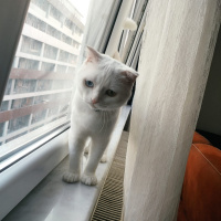 Scottish Fold, Kedi  Asil fotoğrafı