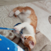 Tekir Kedi, Kedi  Tarçın fotoğrafı