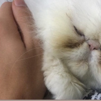 İran Kedisi (Persian), Kedi  Lokum fotoğrafı
