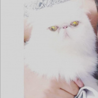 İran Kedisi (Persian), Kedi  Lokum fotoğrafı