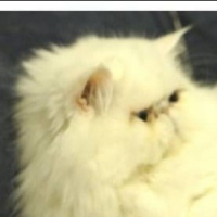 İran Kedisi (Persian), Kedi  Lokum fotoğrafı