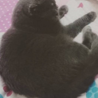 Scottish Fold, Kedi  Gümüş fotoğrafı