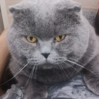 Scottish Fold, Kedi  Gümüş fotoğrafı