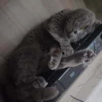 Scottish Fold, Kedi  Gümüş fotoğrafı