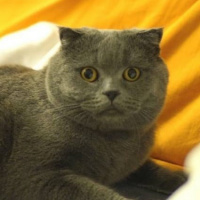 Scottish Fold, Kedi  Gümüş fotoğrafı