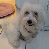 Maltese, Köpek  Pofuduk fotoğrafı