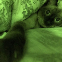 Siyam Kedisi, Kedi  Paşha fotoğrafı