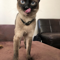 Siyam Kedisi, Kedi  Paşha fotoğrafı