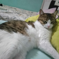 Tekir Kedi, Kedi  Paspas fotoğrafı