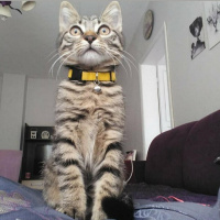 Tekir Kedi, Kedi  Kaju fotoğrafı