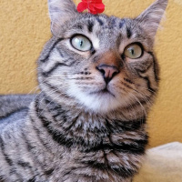 Tekir Kedi, Kedi  Kaju fotoğrafı