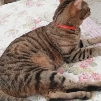 Tekir Kedi, Kedi  Suzi fotoğrafı