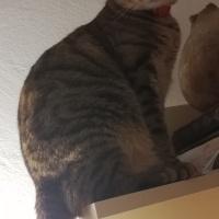 Tekir Kedi, Kedi  Suzi fotoğrafı