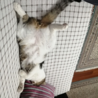 Tekir Kedi, Kedi  Mir fotoğrafı