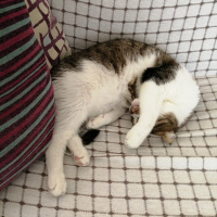 Tekir Kedi, Kedi  Mir fotoğrafı