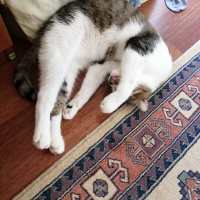 Tekir Kedi, Kedi  Mir fotoğrafı