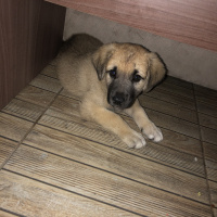 Kangal, Köpek  Paşa fotoğrafı