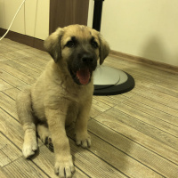 Kangal, Köpek  Paşa fotoğrafı