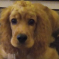 Amerikan Cocker Spaniel, Köpek  Pote fotoğrafı