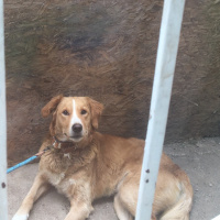Golden Retriever, Köpek  Zeus fotoğrafı