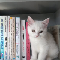 British Shorthair, Kedi  Gülo fotoğrafı