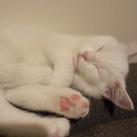 British Shorthair, Kedi  Gülo fotoğrafı