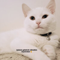 British Shorthair, Kedi  Gülo fotoğrafı