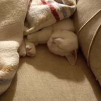 British Shorthair, Kedi  Gülo fotoğrafı