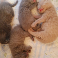 British Shorthair, Kedi  karamel fotoğrafı