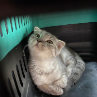 Scottish Fold, Kedi  BOZO fotoğrafı