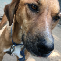 Sokö (Sokak Köpeği), Köpek  Bobi fotoğrafı