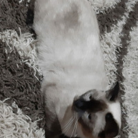 British Shorthair, Kedi  Rubi fotoğrafı