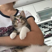 Tekir Kedi, Kedi  Gece fotoğrafı