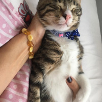 Tekir Kedi, Kedi  Gece fotoğrafı