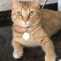 Sarman, Kedi  Tarçın fotoğrafı
