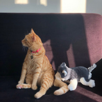 Sarman, Kedi  Tarçın fotoğrafı