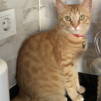 Sarman, Kedi  Tarçın fotoğrafı