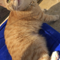 Sarman, Kedi  Tarçın fotoğrafı