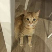 Sarman, Kedi  Tarçın fotoğrafı