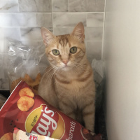 Sarman, Kedi  Tarçın fotoğrafı