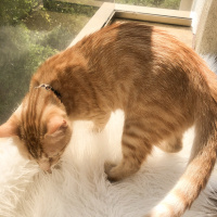 Sarman, Kedi  Tarçın fotoğrafı