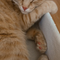 Sarman, Kedi  Tarçın fotoğrafı