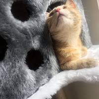 Sarman, Kedi  Tarçın fotoğrafı