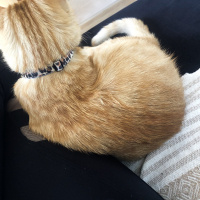 Sarman, Kedi  Tarçın fotoğrafı