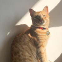 Sarman, Kedi  Tarçın fotoğrafı