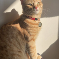 Sarman, Kedi  Tarçın fotoğrafı